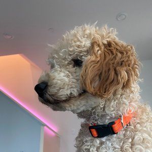 Meet your Posher, Ciel